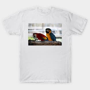 Two Colorful Parrots T-Shirt